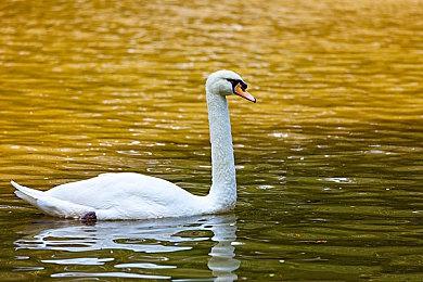 育碧回应《刺客信条：影》偷跑：很遗憾 请不要剧透